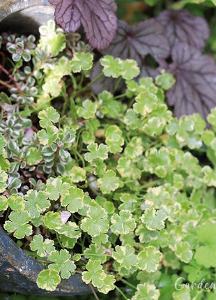 Coriander leaf 'Crystal Candy'