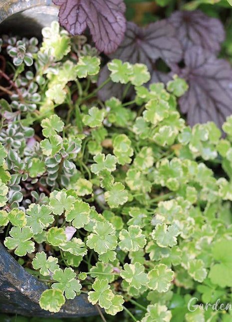 Coriander leaf 'Crystal Candy'