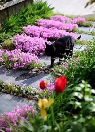 💐Vibrant Tapestry of Color ✨Creeping Phlox Seeds, Shibazakura Seeds