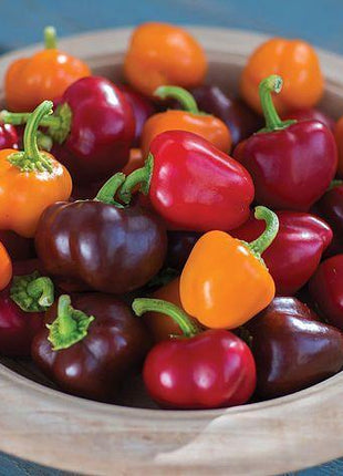 Pepper Mini Bell Chocolate Organic