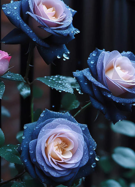 🌹Rose-Fall in Love