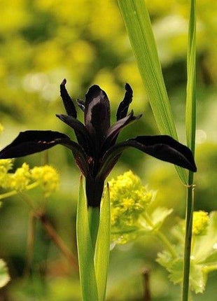 SIBERIAN IRIS ROOTS (FALL-PLANTED) - BLACK FLOWERED