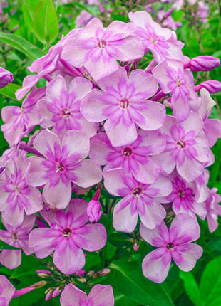 Eden's Smile Phlox