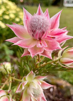 Rare Serruria florida Seeds - Blushing Bride