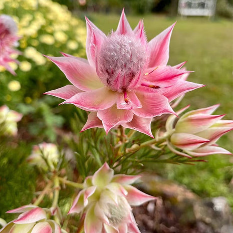 Rare Serruria florida Seeds - Blushing Bride