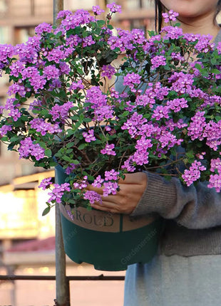 🌺Colorful Elf Lantana Seeds - Repels Mosquitoes And Flies