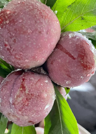 Blood Plum Sanhua Plum Seeds