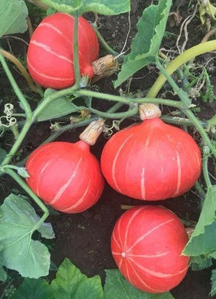 Squash Steph Kuri F1 Organic