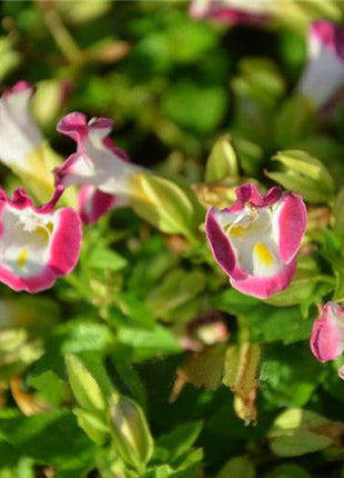 Torenia Fournieri Flower Seeds