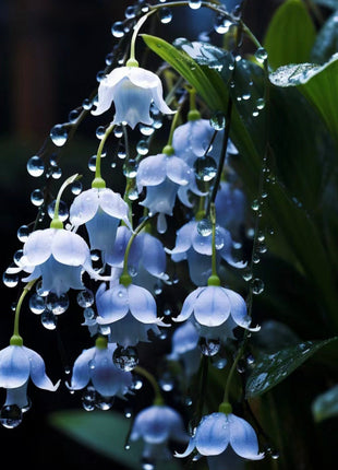 Blue lily of the valley-Symbol of gratitude and everlasting love