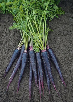 Pusa Asita Black Carrot