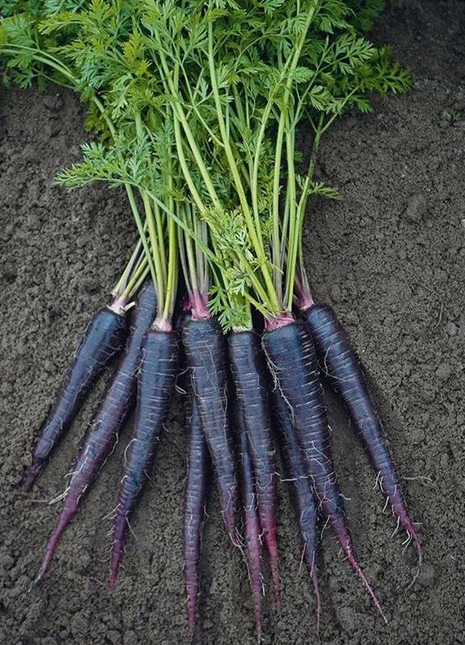 Pusa Asita Black Carrot