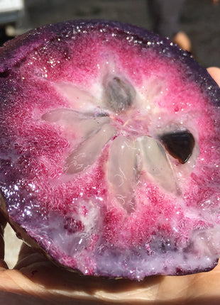 Star Apple Seeds