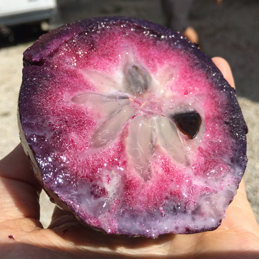Star Apple Seeds