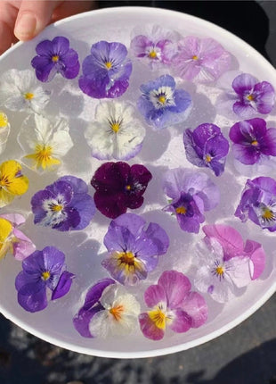 Pansy Giant Fancy Mix Seeds