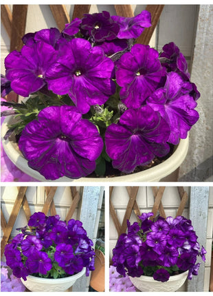 🌸The Latest Petunia Varieties In 2024