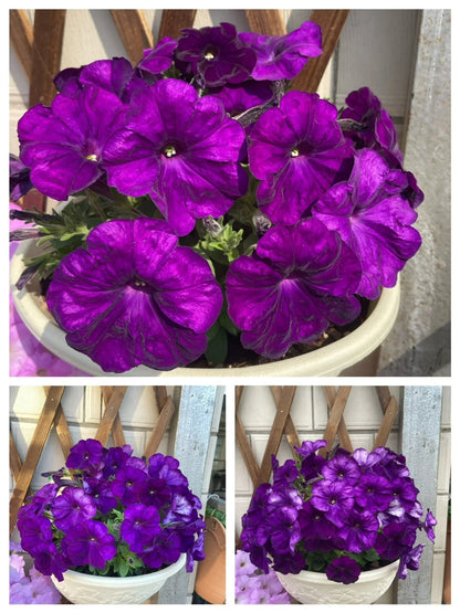 🌸The Latest Petunia Varieties In 2024