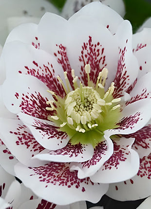 Honeymoon Hellebore, Christmas Rose