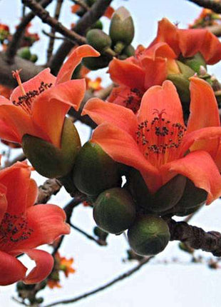 Salmalia Malabarica, Cotton Tree Seeds