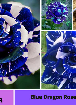 Blue Dragon Rose Seeds