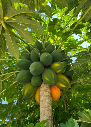 Red Heart Creamy Papaya Seeds