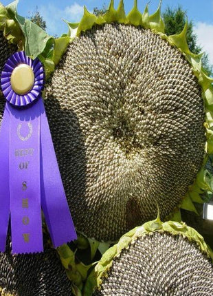 50 Pcs Mongolian Giant Sunflower Seeds