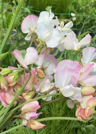 ANNIVERSARY SWEET PEA SEED