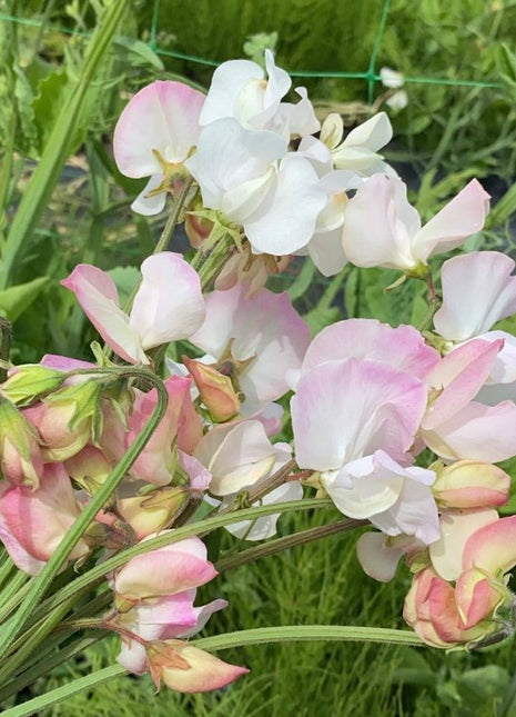 ANNIVERSARY SWEET PEA SEED