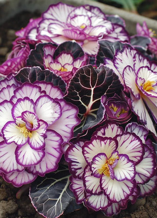 Rare Twin Begonia🌸🍀 Potted Design, Easy Maintenance 🌿🫧