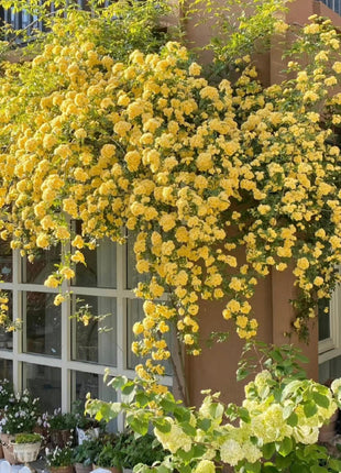 Yellow Banks Rose Seeds-Symbolizes Elegance and Happiness