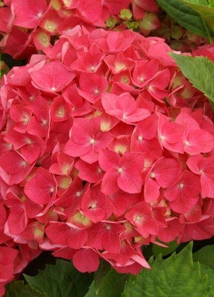 Hydrangea Seed Bonsai Flower Seeds Hydrangea Perennial Garden Home