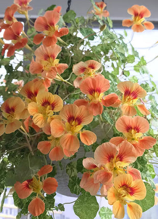 Nasturtium Seeds (Tall) - Mixed Colors