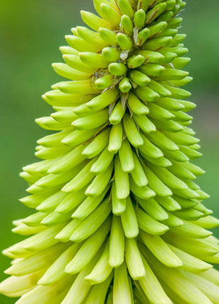 Ice Queen Red Hot Poker