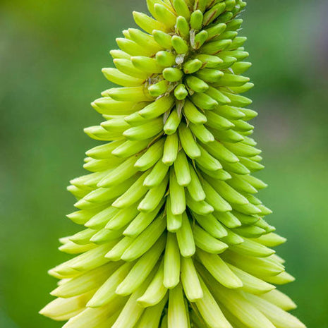 Ice Queen Red Hot Poker