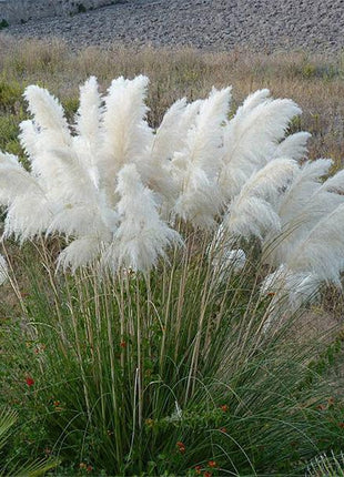 100Pcs Muhlenbergia Capillaris