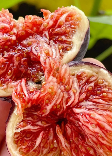 Rainbow Fig Seeds
