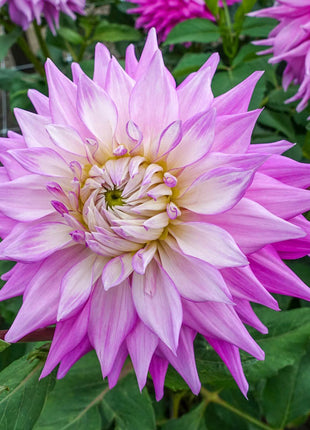 Sir Alf Ramsey Dahlia