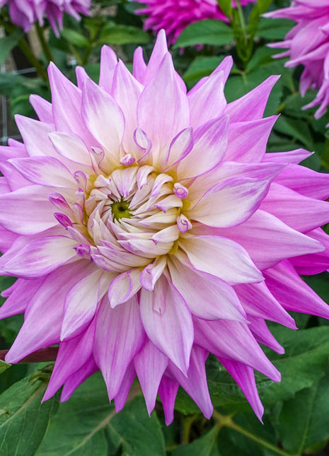 Sir Alf Ramsey Dahlia