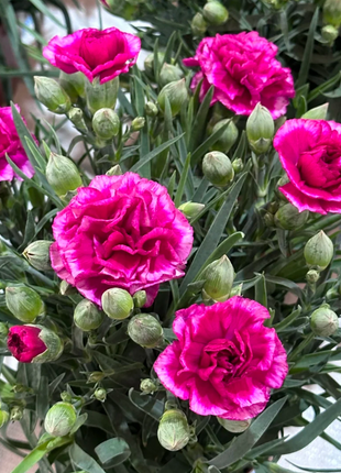 🌹Double Carnation Seeds—Mother's Day Flowers