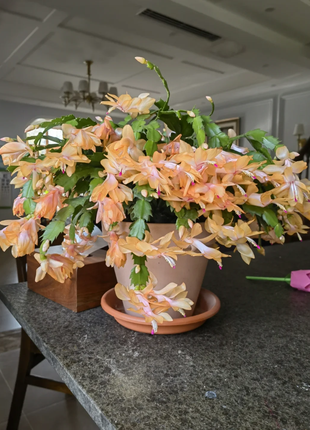 Crab Claw Orchid - The Icing On The Cake