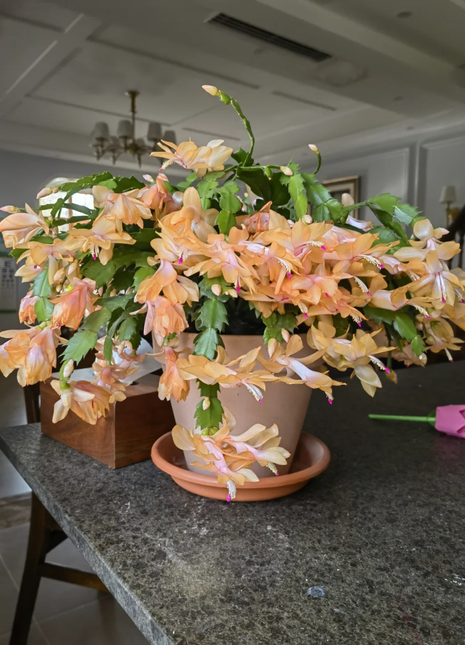 Crab Claw Orchid - The Icing On The Cake