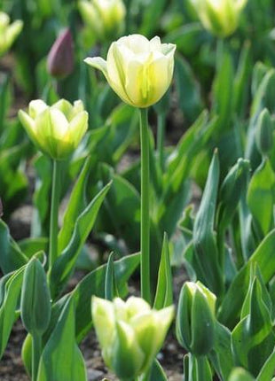 NEW!!!100pcs/ Bag-Tulip Seeds Garden Flower Plant Flowers
