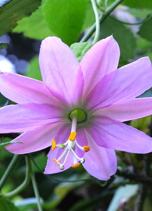 Passiflora Seeds - Banana Passion Fruit