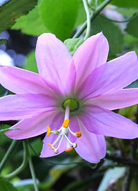 Passiflora Seeds - Banana Passion Fruit