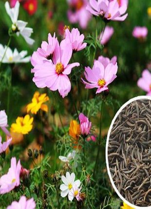 Wildflower Northeast Mix