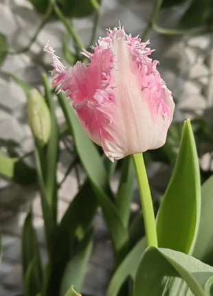 Frill Tulip seeds