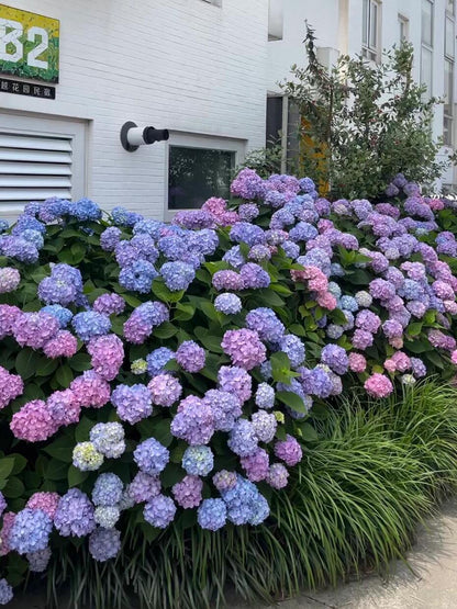 200pcs Mixed Hydrangea Seeds – Soft Pastel Blooms for Romantic Garden Corners & Pots