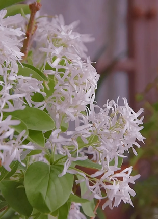 White Fringe Tree-April Snow
