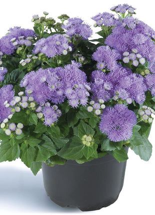 Ageratum Aloha Blue F1