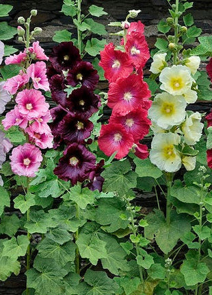Single Flowered Hollyhock Seeds